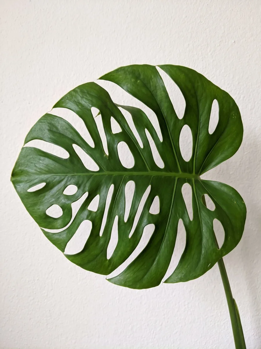 Lettering in a monstera leaf