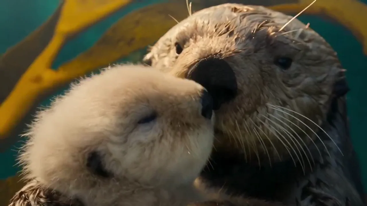 Sea Otter Nature Documentary with Narration video workflow example, not verified as Seedance 2.5 API output